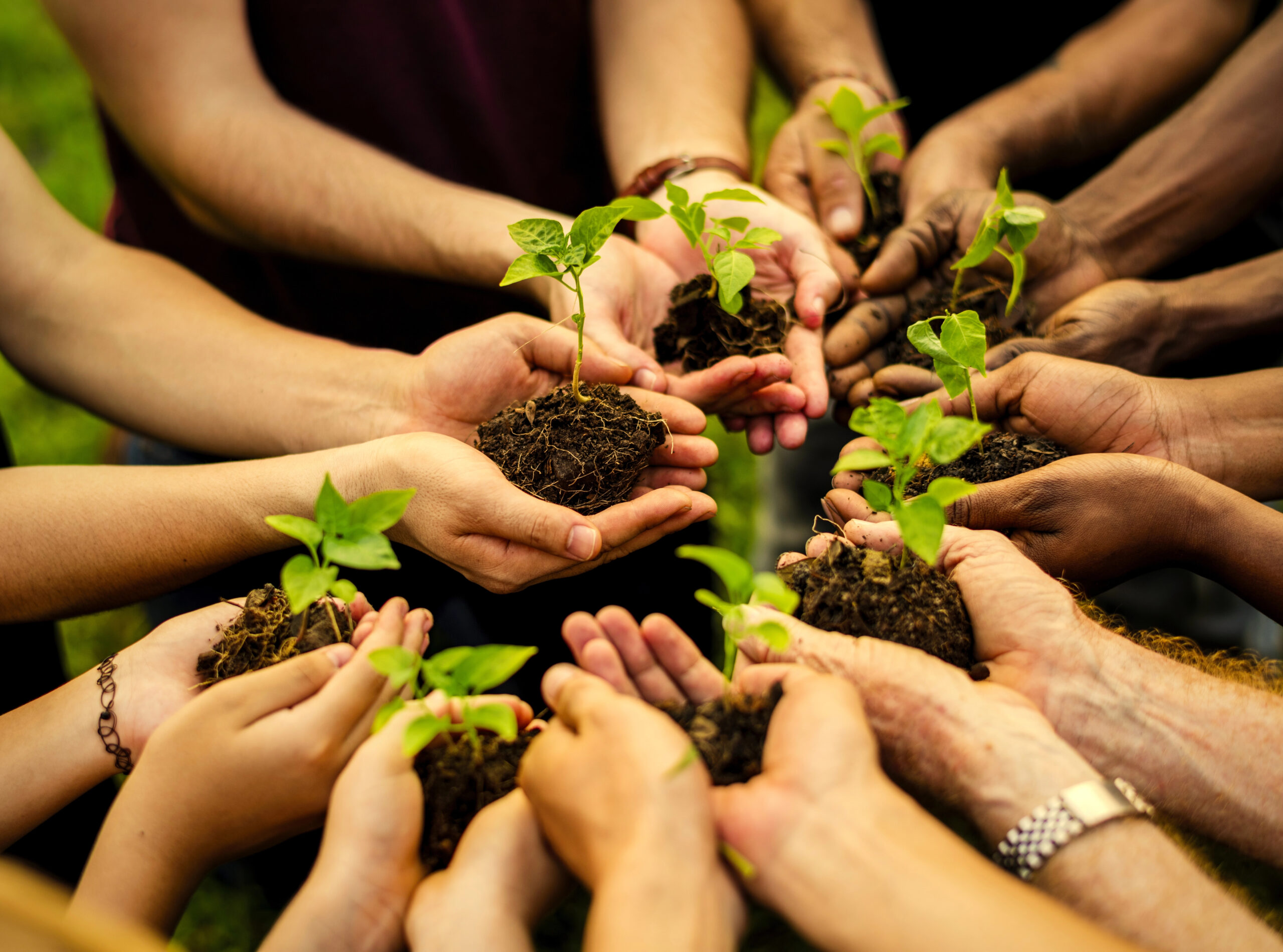 Group of hands holding soil and young green seedlings, symbolizing community planting and cooperation.
